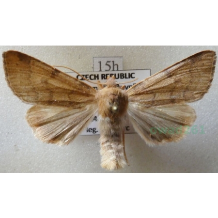Agrochola helvola (Linnaeus, 1758) Źrenicówka czerwienica Czech15h